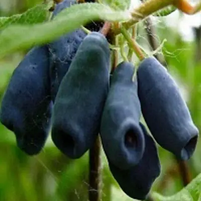 Жимолость съедобная НАРЫМСКАЯ в Пинске