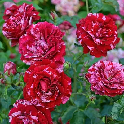 Роза ДИП ИМПРЕШН флорибунда в Пинске