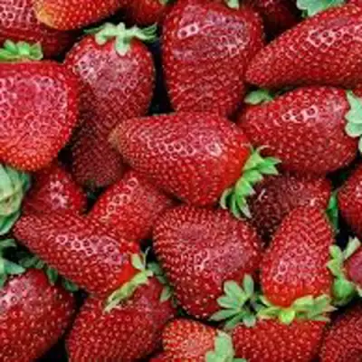 Клубника СКАЛА в Пинске