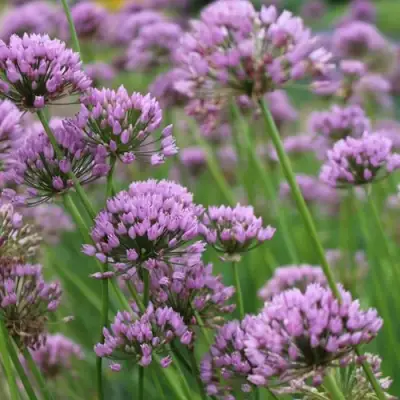 Лук угловатый в Пинске