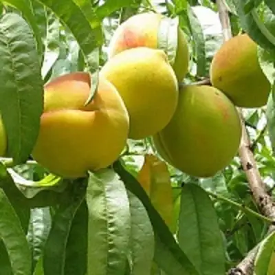 Персик СЕЯНЕЦ СТАРКА в Пинске