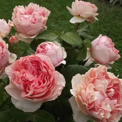 Роза ФИЛИНГ чайно-гибридная в Пинске