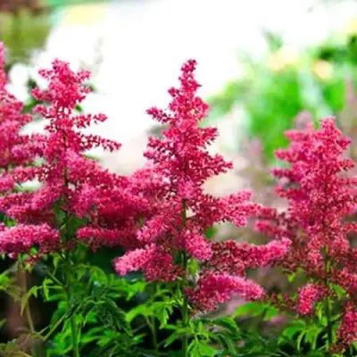 Астильба ЮНИК КАРМИН гибридная в Пинске