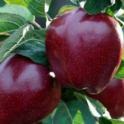 Яблоня РЕД ЧИФ в Пинске