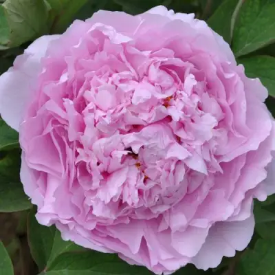 Пион ПРОЗРАЧНАЯ РОСА древовидный в Пинске