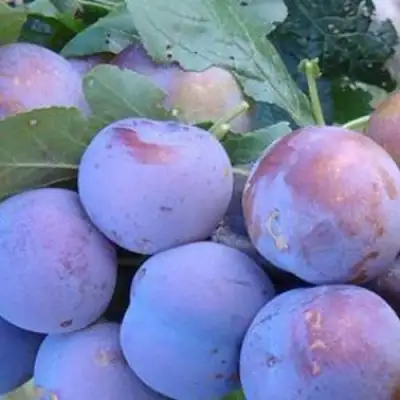 Слива НАГРАДА НЕМАНСКАЯ в Пинске