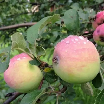 Яблоня УТРО в Пинске