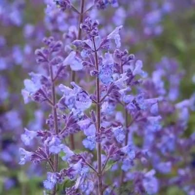 Котовник КИТ КЭТ фассена в Пинске