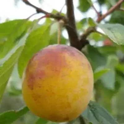 Слива ЯХОНТОВАЯ в Пинске