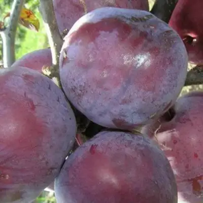 Слива ПАННА в Пинске