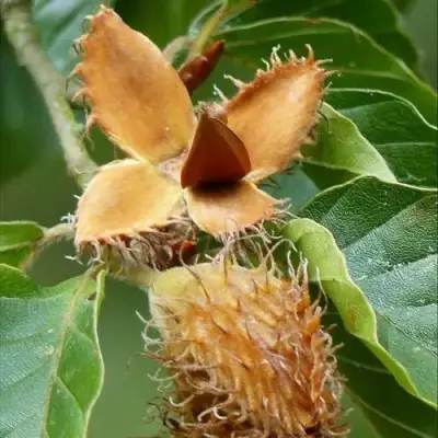 Бук обыкновенный в Пинске