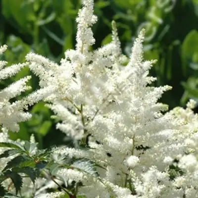 Астильба ХЭППИ ДЕЙ Арендса в Пинске