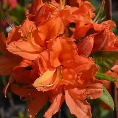 Азалия МАНДАРИН ЛАЙТС листопадная в Пинске