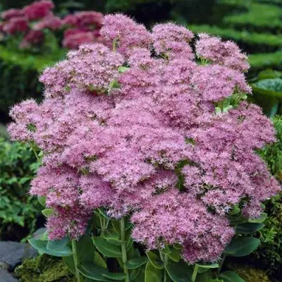 Очиток (седум) БРИЛЛИАНТ в Пинске