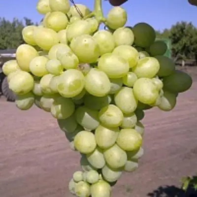 Виноград АРКАДИЯ в Пинске