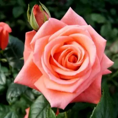 Роза ВАУ чайно-гибридная в Пинске