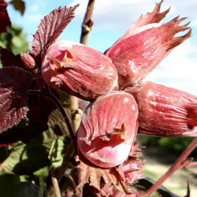 Фундук АЛЫЙ ПАРУС в Пинске