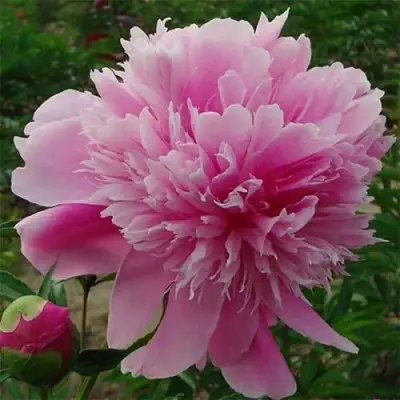 Пион ГОЛУБАЯ ХРИЗАНТЕМА травянистый в Пинске