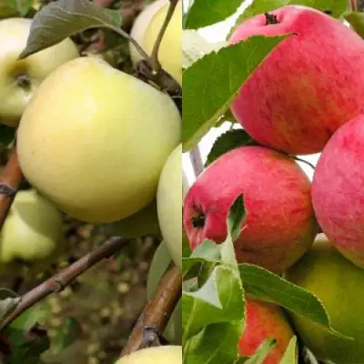 Комплект ЯБЛОЧНЫЙ ТАНДЕМ в Пинске