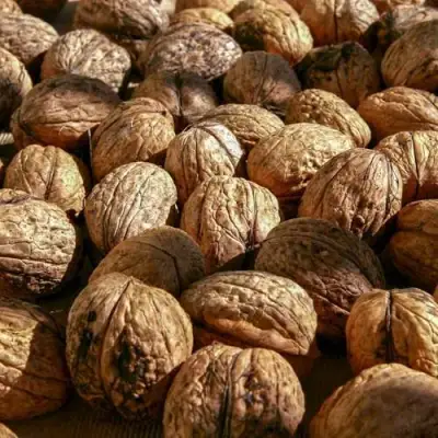 Грецкий орех ПИНСКИЙ в Пинске