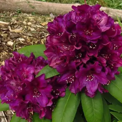 Рододендрон ПОЛАРНАХТ в Пинске