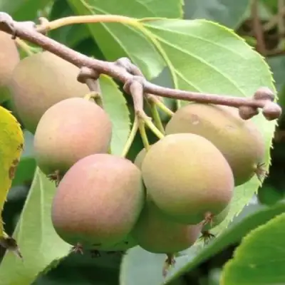 Актинидия ГИБРИДНАЯ КОЛБАСИНОЙ в Пинске