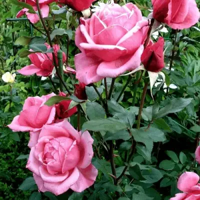 Роза ЭЙФЕЛЕВА БАШНЯ чайно-гибридная в Пинске