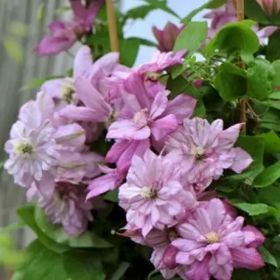 Клематис ИННОСЕНТ ГЛАНС в Пинске