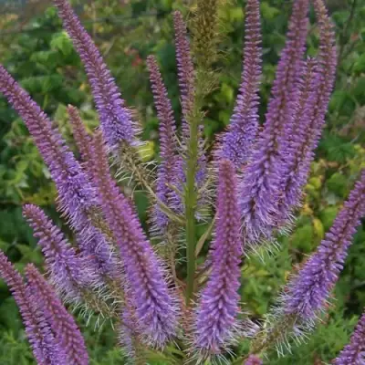 Вероникаструм ФАСЦИНЕЙШН в Пинске