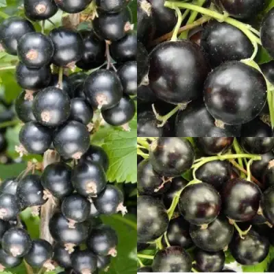 Комплект ЧЕРНАЯ СИЛА в Пинске