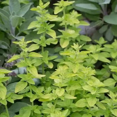 Душица ТАМБЛС ВАРИЕТИ обыкновенная в Пинске