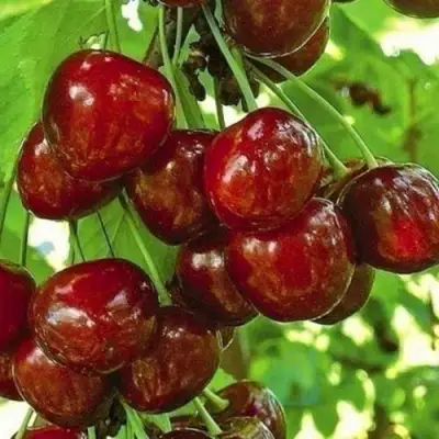 Черешня БУРЛАТ в Пинске