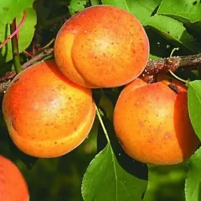 Абрикос СПАДЧЫНА в Пинске