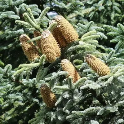 Пихта благородная в Пинске