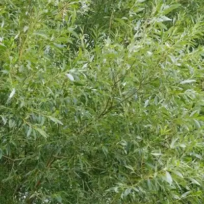 Ива ВИТЕЛЛИНА белая  в Пинске