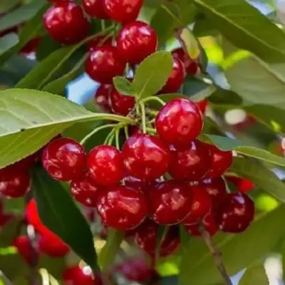 Вишня ГИРЛЯНДА в Пинске