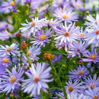 Астра ЛИТТЛ КАРЛОУ сердцелистная в Пинске