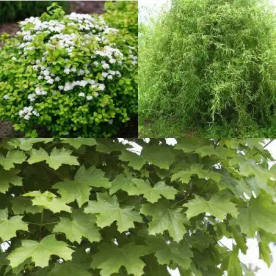 Комплект ЗЕЛЕНЫЙ ОАЗИС в Пинске