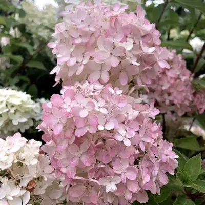 Гортензия БОМБШЕЛ метельчатая в Пинске