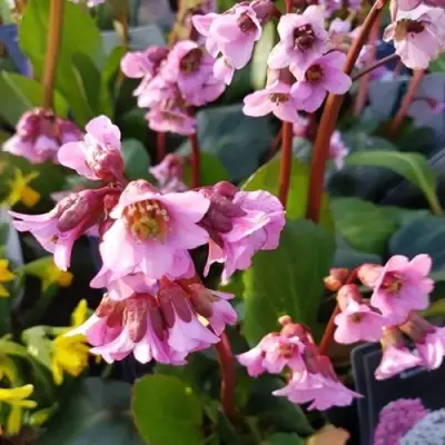 Бадан БЭБИ ДОЛЛ в Пинске