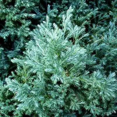 Кипарисовик БУЛЕВАРД горохоплодный в Пинске