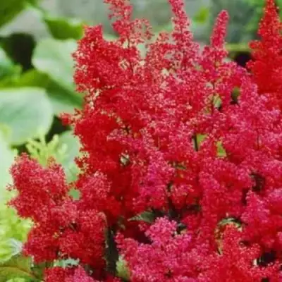 Астильба ЭТНА Арендса в Пинске