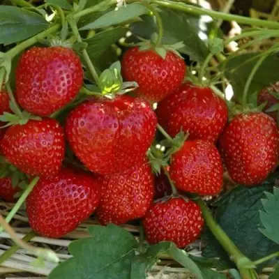 Клубника ЗЕНГА-ЗЕНГАНА в Пинске