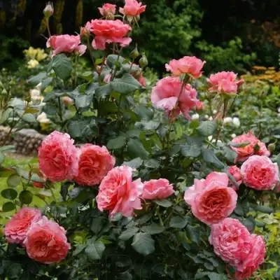 Роза ЛОРАН КАБРОЛЬ шраб в Пинске