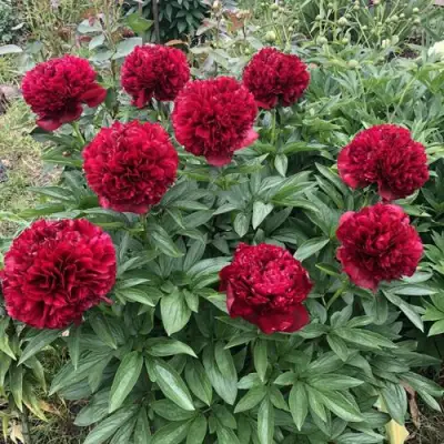 Пион ГАЛАКТИКА травянистый в Пинске