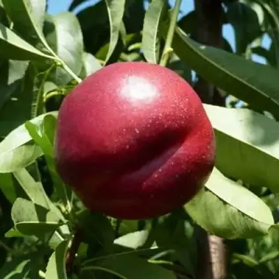 Нектарин БИГ-ТОП в Пинске