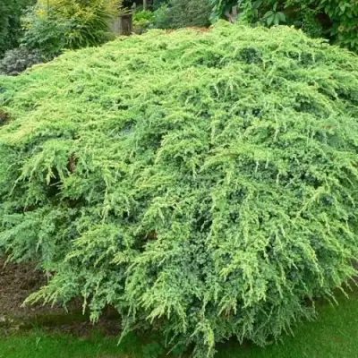 Можжевельник ХОЛГЕР чешуйчатый в Пинске