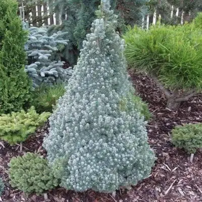 Ель САНДЕРС БЛЮ канадская в Пинске