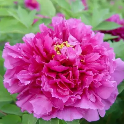 Пион ЛИЛОВАЯ ФАНТАЗИЯ древовидный в Пинске