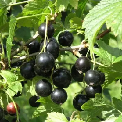 Смородина чёрная ПАМЯТЬ ВАВИЛОВА в Пинске